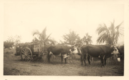 Pouembout ( Noté A Dos ), Nouvelle Calédonie * Corvée D'eau , Attelage Boeufs * éthnique Ethnic * Photo Ancienne 11x7cm - Nouvelle Calédonie