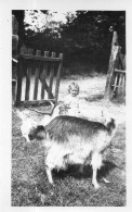 Photo Vintage Paris Snap Shop- Enfant Child Chèvre Goat - Sonstige & Ohne Zuordnung