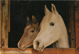 CHEVAUX CHEVAL - Horses