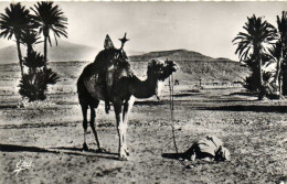 BISKRA  Prière Dans Le Sahara RV - Biskra