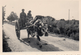 Photo Vintage Paris Snap Shop- Les Portes Attelage Boeuf Beef Hitch - Autres & Non Classés