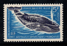 Territoire Antarctique Français TAAF 1966 Mi. 36 Neuf ** 100% 5 Fr, Rorqual Bleu - Unused Stamps