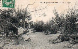 4V4Sb   80 Cayeux Sur Mer Le Bois De Sapins - Cayeux Sur Mer