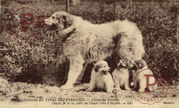 FRANCIA. FRANCE. CHIENS DES PVRENEES - Other & Unclassified