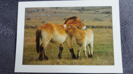 CPM CHEVAL CHEVAUX DE PRZEWALSKI PHOTO JF SALLES ED PIGNOL 577 - Caballos