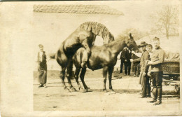 Austria Hungarian Cavalry Horses Photocard - Autres & Non Classés