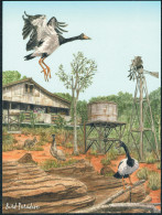 Singapore Postcard Bird Paradise Australian Outback - Uccelli