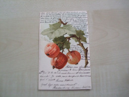 RARE Carte Postale Ancienne 1904 CATHARINA KLEIN Groseilles - Klein, Catharina