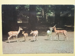 KOV 506-37 - ANTILOPE, ZOO GARDEN ZAGREB, JARDIN ZOOLOGIQUE - Autres & Non Classés