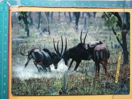 KOV 506-37 - ANTILOPE, ZOO PARC DE KANGANDALA - Autres & Non Classés