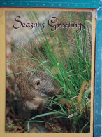 KOV 506-37 - Common Wombat , AUSTRALIA - Sonstige & Ohne Zuordnung