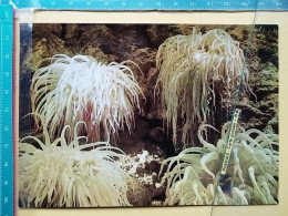 KOV 506-35 - ATTINIA, SEA ANEMONE, AKVARIJ DUBROVNIK, AQUARIUM - Autres & Non Classés