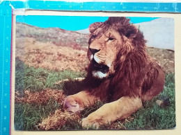 KOV 506-33 - LION, LEONESSA, LIONNE, ETHIOPIA - Leeuwen