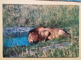 KOV 506-33 - LION, LEONESSA, LIONNE, AFRICA - Leeuwen