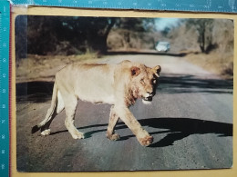 KOV 506-33 - LION, LEONESSA, LIONNE, AFRICA - Lions