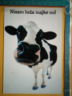 KOV 506-32 - COW, VACHE  - Vacas