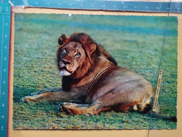 KOV 506-33 - LION, LEONESSA, LIONNE, AFRICA  - Löwen