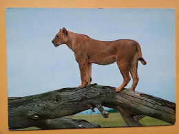 KOV 506-33 - LION, LEONESSA, LIONNE, AFRICA - Leoni