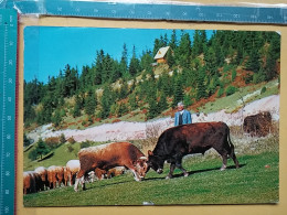 KOV 506-32 - BULL, TAUREAU, CORRIDA, ZLATAR, SERBIA, BABICA BRDO - Taureaux