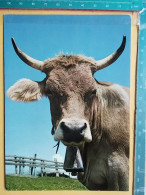 KOV 506-31 - COW, VACHE  - Mucche