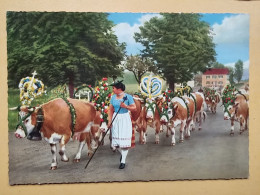 KOV 506-31 - COW, VACHE , ALMABTRIEB, CARNAVAL - Kühe