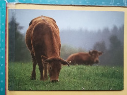 KOV 506-31 - COW, VACHE  - Cows