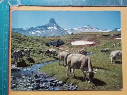 KOV 506-31 - COW, VACHE , FLUMSERBERG - Mucche