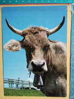 KOV 506-31 - COW, VACHE  - Kühe