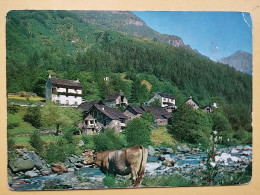 KOV 506-31 - COW, VACHE , GERRA, FRODA RESTAURANT - Kühe
