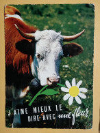 KOV 506-31 - COW, VACHE , - Vacas