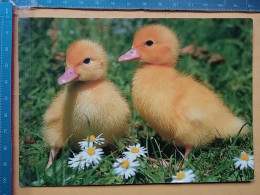 KOV 506-30 - Canetons, Ducklings, Duckling - Sonstige & Ohne Zuordnung