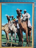 KOV 506-30 - CAMEL, CHAMEAU, AFRICA, MASSAWA - Leones