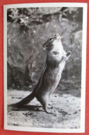 RPPC Chipmunk Begging For Peanuts  Ref 6410 - Autres & Non Classés