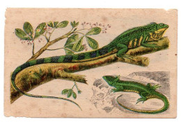 IGUANE TUBERCULEUX  LEZARD VERT    CHROMO  PUB DEJEUNER PAINSADOZ ET FLAN LUMINOR - ETS M LARIVE LIBOS 47 - Autres & Non Classés