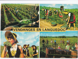 Vendanges En Languedoc - Other & Unclassified