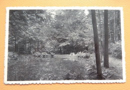 LOUISE-MARIE - MARKEDAL -  Vijver In Het '' Nitterveld Bosch " - Maarkedal