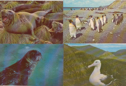 Antarctica Fauna 4 Postcards Ca MS Lindblad Explorer (unused) (59795) - Autres & Non Classés