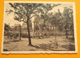 LOUISE-MARIE - MARKEDAL -   Gesticht St-Leonard , Boomgaard  - Institut St Léonard ,  Verger - Maarkedal