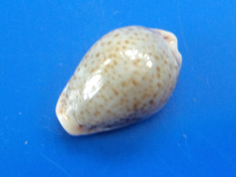 Cypraea Turdus Djibouti 25,3mm GEM N6 - Muscheln & Schnecken