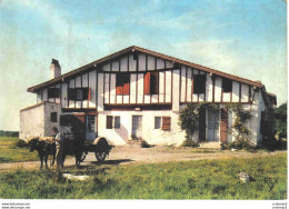 64 PAYS BASQUE Ferme Typique Bel Attelage De Boeufs Ou Vaches éditions REX Postée De Biarritz En 1963 - Farms