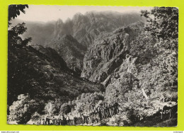 Corse Du Sud LA SPELUNCA N°6216 En 1962 VOIR DOS éditions Yvon Carte Photo - Autres & Non Classés