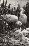 Tiere: Texel, Lepelaars Met Jongen Gl1961 #G5189 - Autres & Non Classés