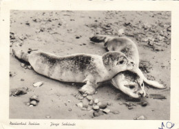 Nordseeheilbad Borkum, Tiere: Junge Seehunde Ngl #G5190 - Sonstige & Ohne Zuordnung