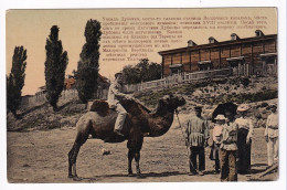 Tashkent Camel - Uzbekistan