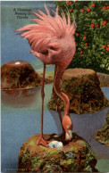 Flamingo Florida - Sonstige & Ohne Zuordnung
