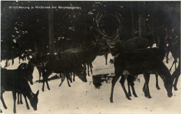 Wildfütterung In Hintersee Bei Berchtesgaden - Berchtesgaden