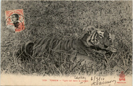 Tonkin - Tiger - Vietnam