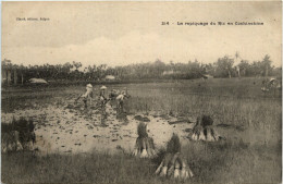 Riz En Cochinchine - Vietnam