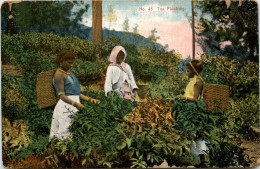 Tea Plucking - Ceylon - Sri Lanka (Ceylon)