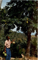 Martinique - Bread Fruit Tree - Sonstige & Ohne Zuordnung